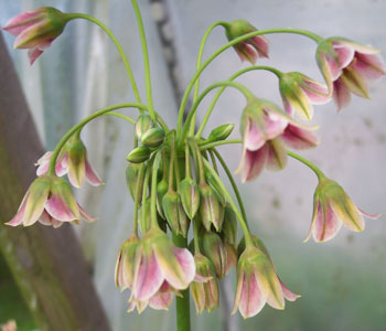 Nectaroscordum siculum