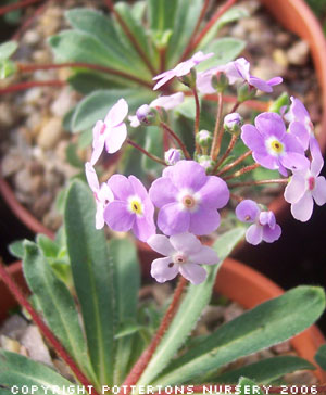 Androsace sarmentosa 'Namche' 