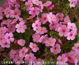 Androsace sempervivoides