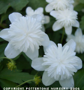 Anemone nemorosa 'Vestal'