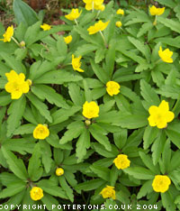 Anemone ranunculoides