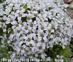 Arenaria tetraquetra ssp amabilis