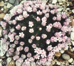 Armeria juniperifolia Spiny, dwarf 