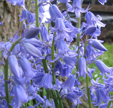 Hyacinthoides non-scripta 