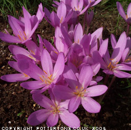 Colchicum autumnale 'Nancy Lindsay' 