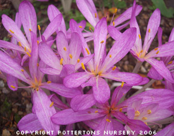 Colchicum cilicium