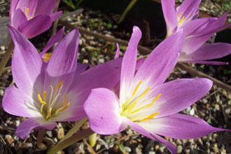 Colchicum speciosum 