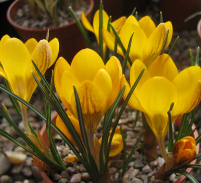 Crocus chrysanthus 'Dorothy' 