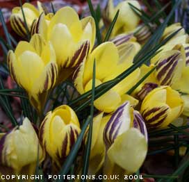 Crocus chrysanthus 'Gipsy Girl' 