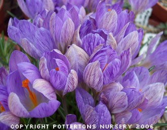 Crocus etruscus 'Zwanenburg' 