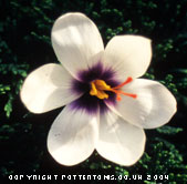 Crocus mathewii HKEP.9291 (AUT) 