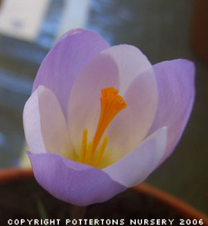 Crocus niveus (AUT) 