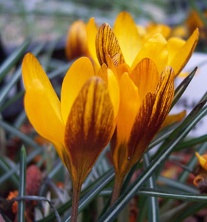 Crocus olivieri ssp. balansae  