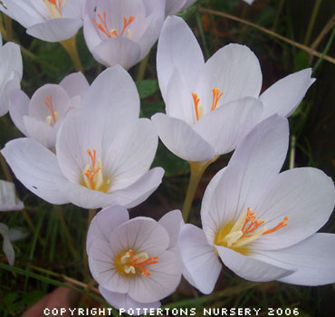 Crocus pulchellus 'Zephyr' (AUT) 