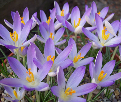 Crocus tommasinianus 'Lilac Beauty' 