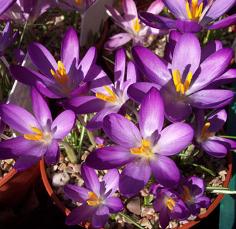 Crocus tommasinianus 'Barr's Purple' 