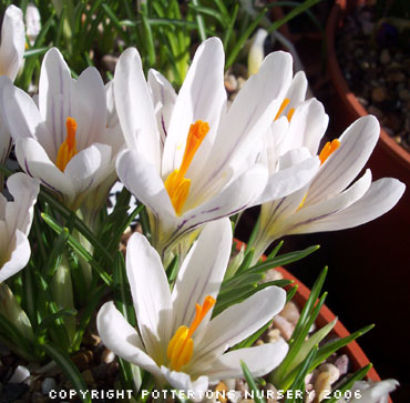 Crocus versicolor 'Picturatus' 