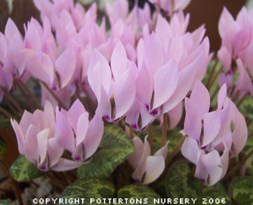 Cyclamen cilicium (Delivery September/October)