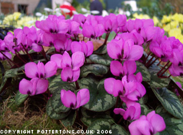 Cyclamen coum (delivery September/October)