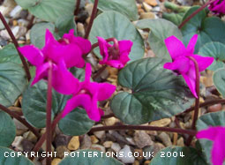 Cyclamen coum 'Meadens Crimson'