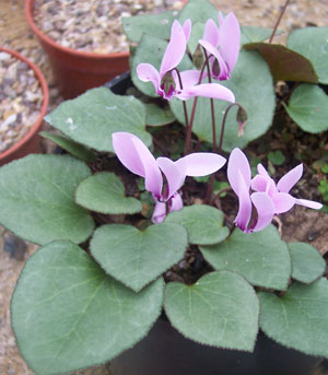 Cyclamen graecum ssp graecum 'Glyfada'