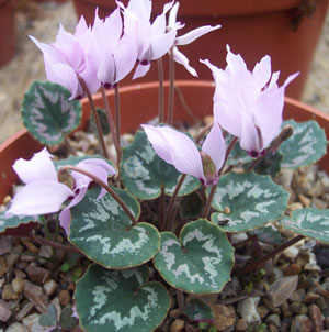 Cyclamen mirabile 