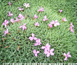 Dianthus erinaceus alpinus 