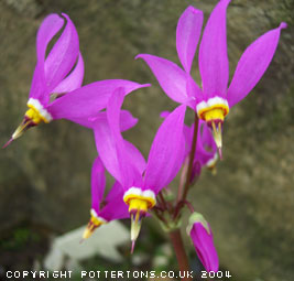 Dodecatheon meadia 