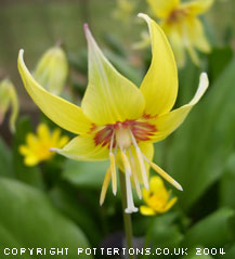 Erythronium Pagoda