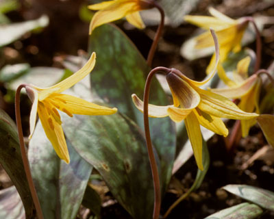 Erythronium americanum 