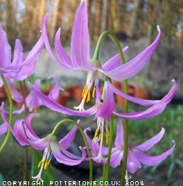 Erythronium revolutum