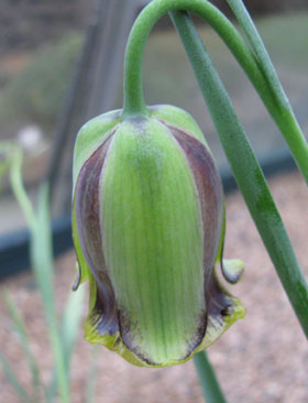 Fritillaria acmopetala 