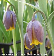 Fritillaria assyriaca 