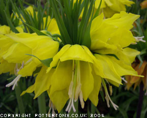 Fritillaria imperialis 'Maxima Lutea' 