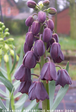 Fritillaria persica