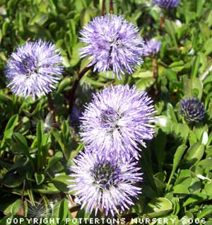 Globularia cordifolia 