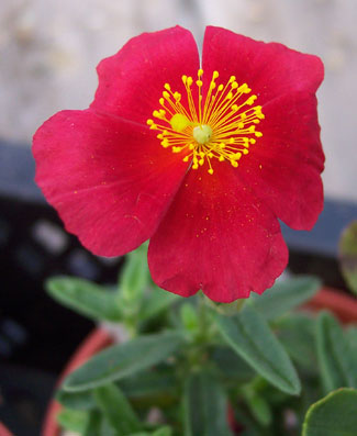 Helianthemum 'Red Dragon' 