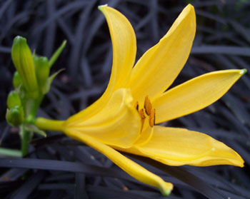 Hemerocallis forrestii