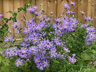Symphyotrichum laeve 'Calliope'