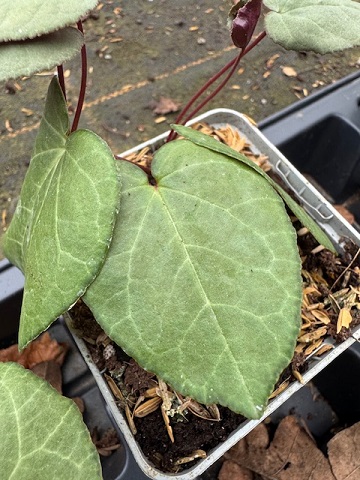 Cyclamen graecum 'Glyfada' (deliver Sept to October)
