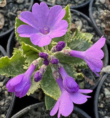 Primula marginata 'Marven'