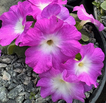 Primula allionii 'Bill Martin'