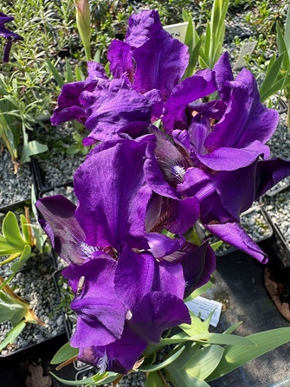 Iris bicapitata
