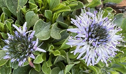 Globularia cordifolia 'Brian Burrow' 