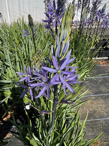 Camassia cusickii 'Zwanenberg' 