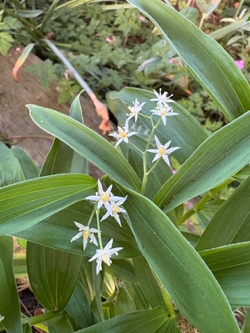 Smilacena stellata
