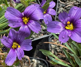 Sisyrinchium 'E. K. Balls' 