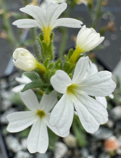 Erinus alpinus albus