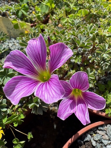 Oxalis enneaphylla 'Patagonia'
