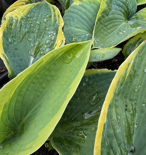 Hosta 'Frances Williams' 